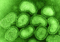 Influenza vírusok