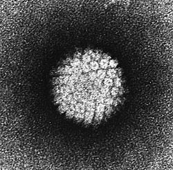 HPV vírus